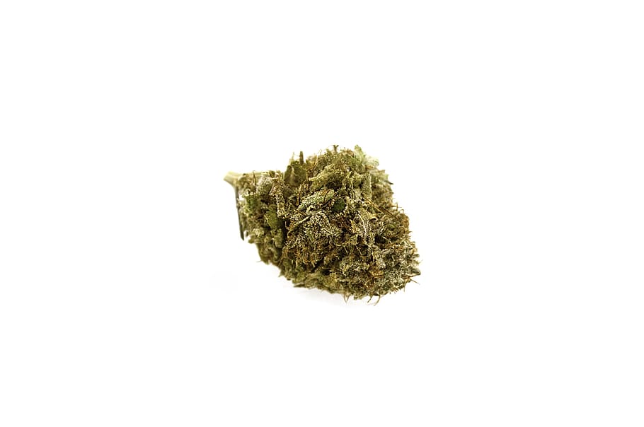 verde, kush, blanco, fondo, marihuana, cannabis, brote, fondo blanco, cuidado de la salud y medicina, marihuana - cannabis a base de hierbas