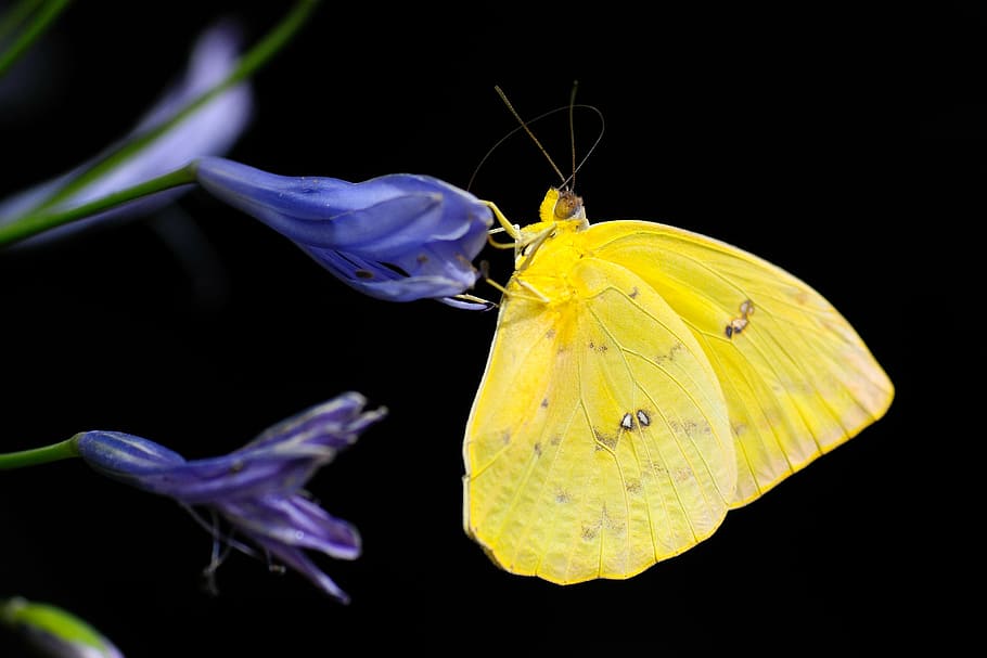kuning, kupu-kupu, ungu, bunga, closeup, tembakan, serangga, warna-warni, hewan, sayap