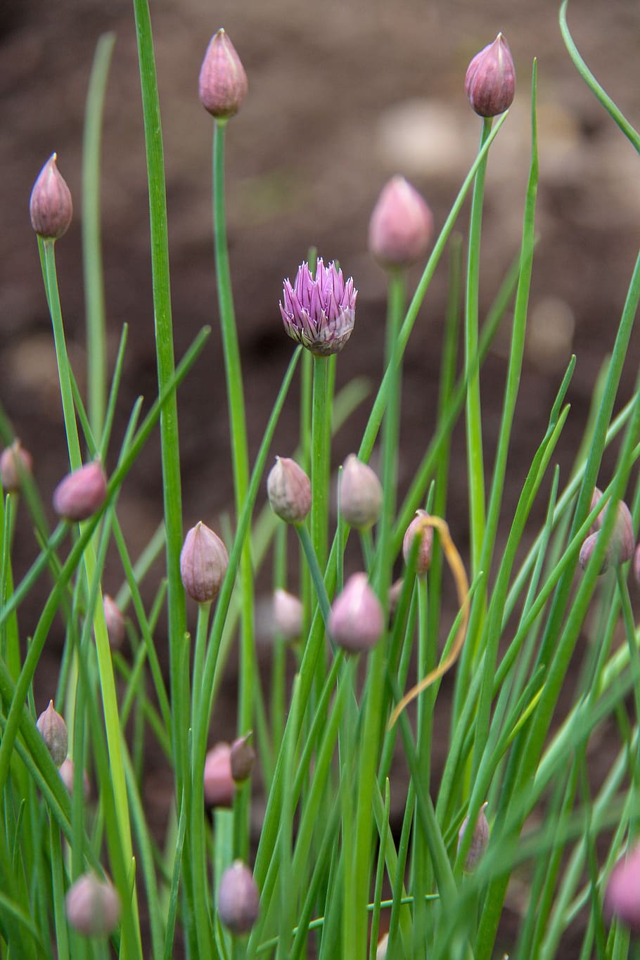 cebollino, aromático, planta, jardín, hierbas, violeta, flor, fragante,  planta floreciendo, belleza en la naturaleza | Pxfuel