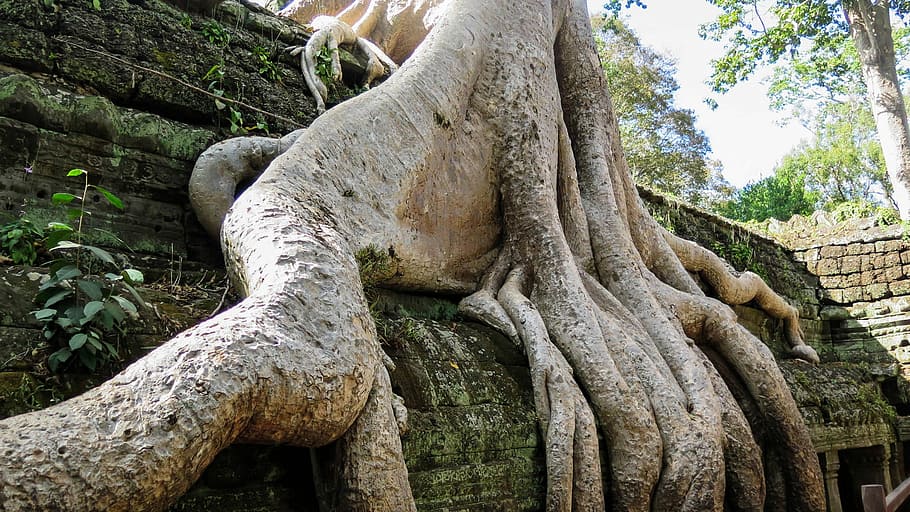 Camboya, Angkor, Templo, Ta Prohm, historia, asia, complejo del templo, raíz, árbol, selva