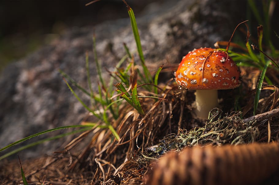 nature, mushroom, forest, autumn, moss, mushrooms, spotted, forest floor, close up, macro