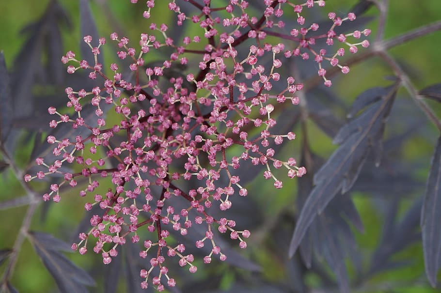 Black Elderberry, Nature, elderberry, macro, flower, purple, outdoors, pink color, growth, plant