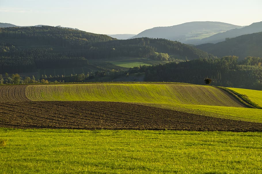 green, grassfield, daytime, field, arable, seed, winter sowing, mountains, sauerland, highlands