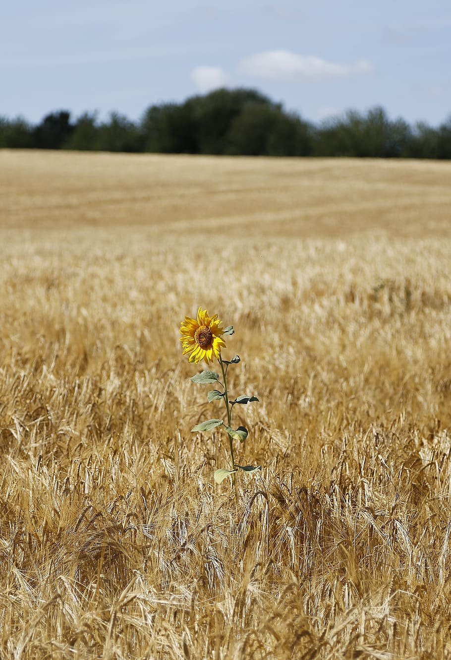 sunflower, barley, field, wheat, agriculture, seed, food, grain, nature, plant