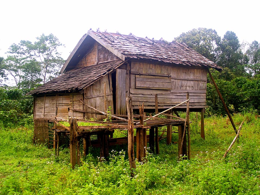 pile dwelling, crannog, stilt houses, hut, cabin, wooden, shack, architecture, built structure, plant