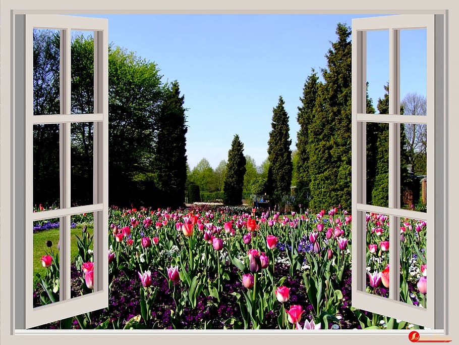 white, wooden, framed, glass window, glass, window, flowers, garden, tulips, red