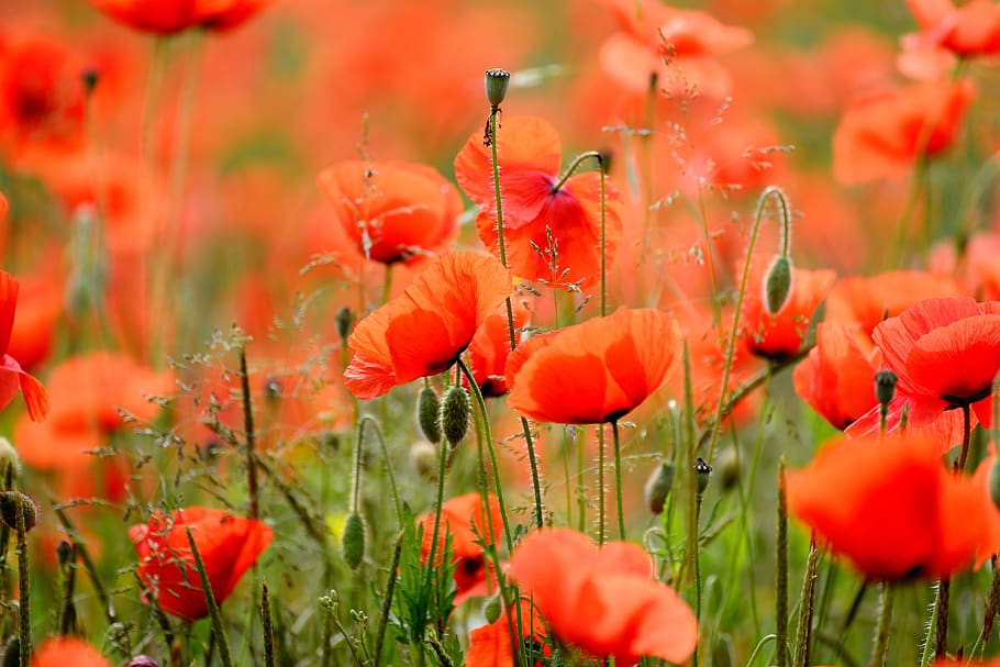 poppy, klatschmohn, field of poppies, red, flower, nature, poppy flower, meadow, landscape, summer meadow