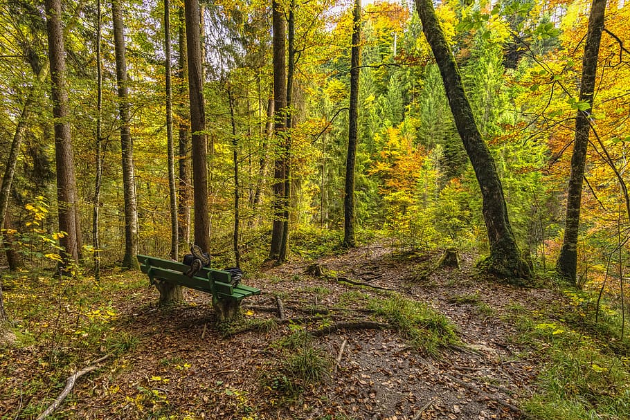 forest, bank, autumn, rest, tranquility base, click, break, relaxation, relax, trees