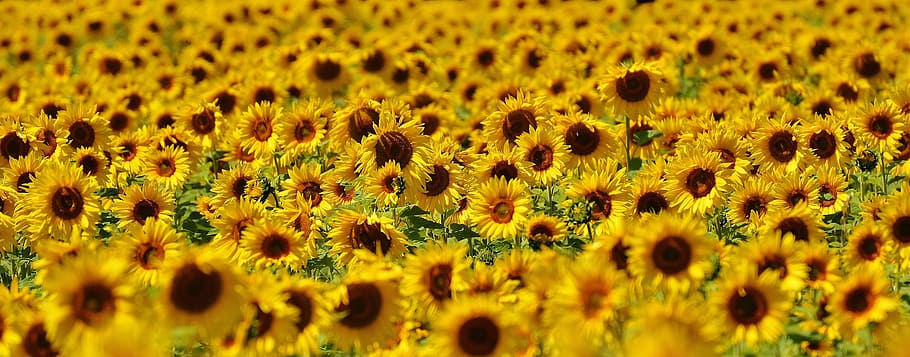 landscape photo, sunflower flowers, daytime, landscape, Sunflower, flowers, summer, garden, blossom, bloom