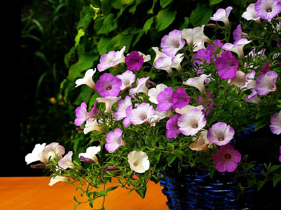 selective, focus photography, white, purple, petaled flowers, petunia, flower, blossom, bloom, flowers