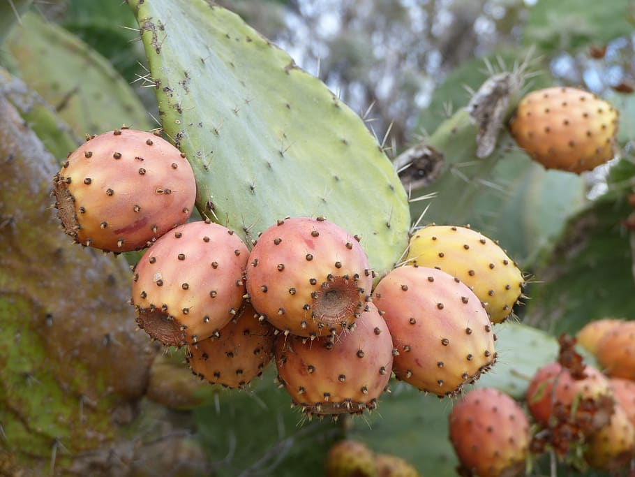 figs, cactus, prickly pears, fruit, food, eat, sicily, d'india, nature, plant
