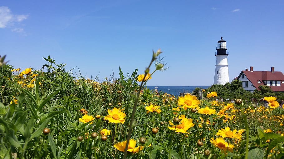 bed, yellow, flowers, lighthouse, Coreopsis, Lanceolata, coreopsis, lanceolata, lanceleaf, beacon, maine