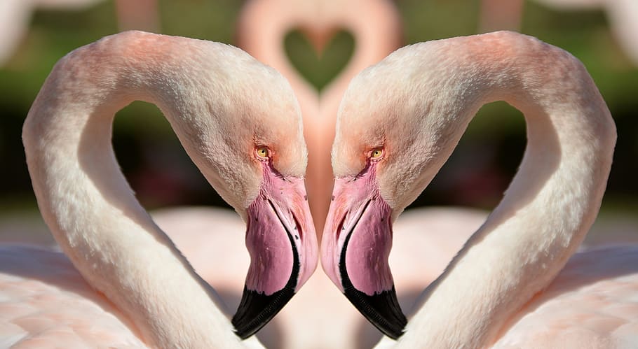 two, pink, flamingo swans, daytime, birds, love, colorful, love birds, tropical, nature