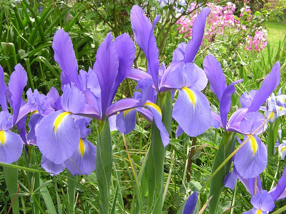アイリス, オランダ語, 葉, 花, 開花植物, 植物, 鮮度, 自然の美しさ, 紫, 成長