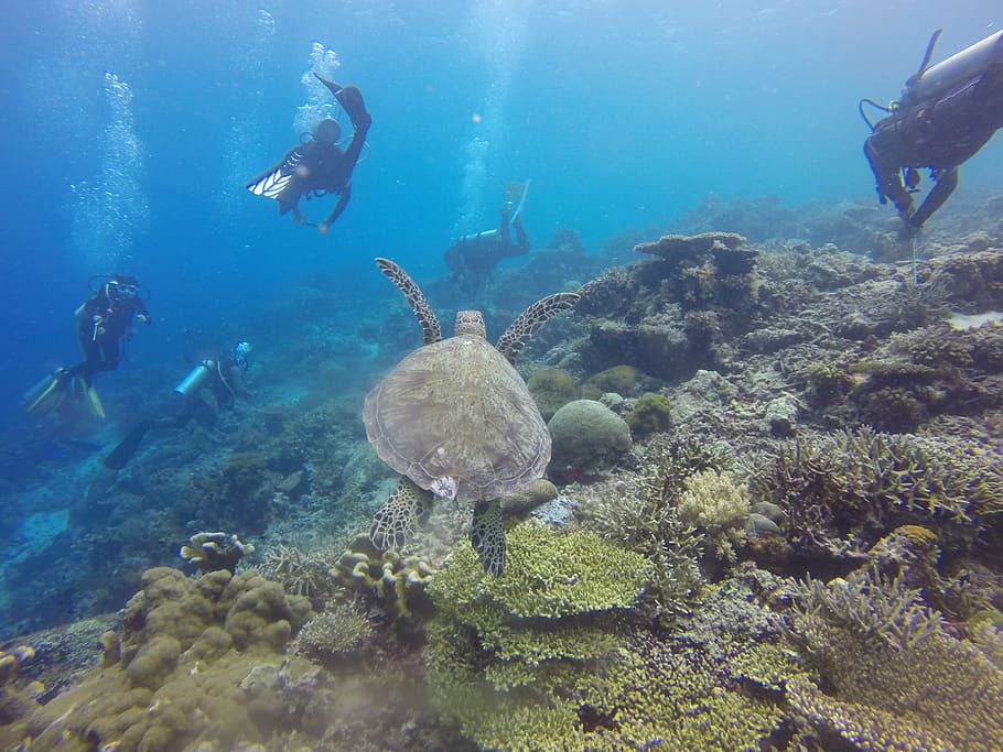 coklat, kura-kura, bawah air, fotografi, selam scuba, selam, penyelam, penyu hijau, karang, terumbu