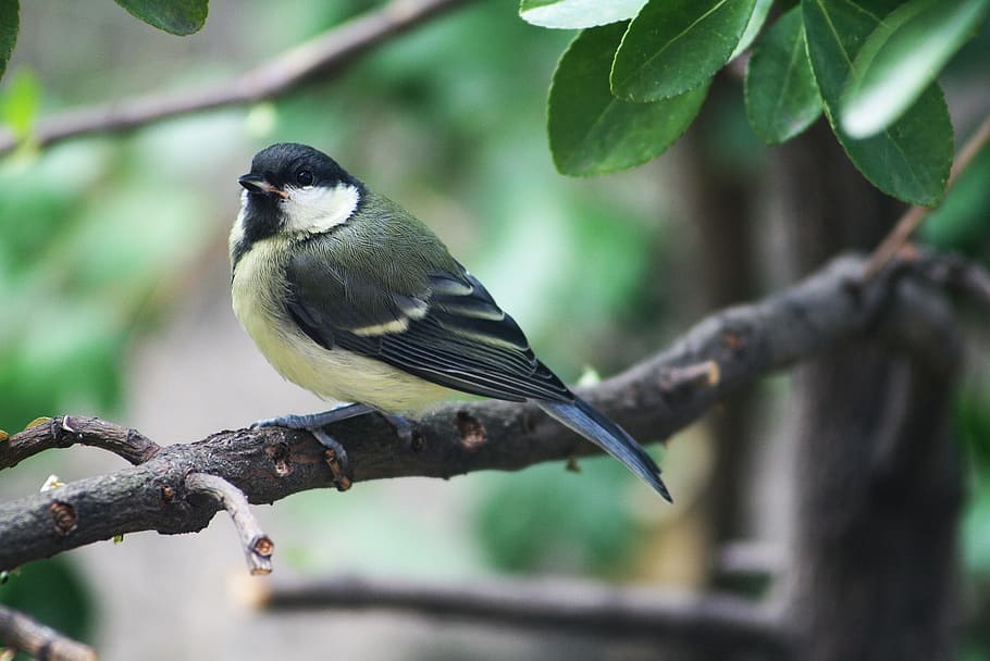 green, yellow, bird perching, brown, branch, close-up photography, nature, animal, bird, titmouse