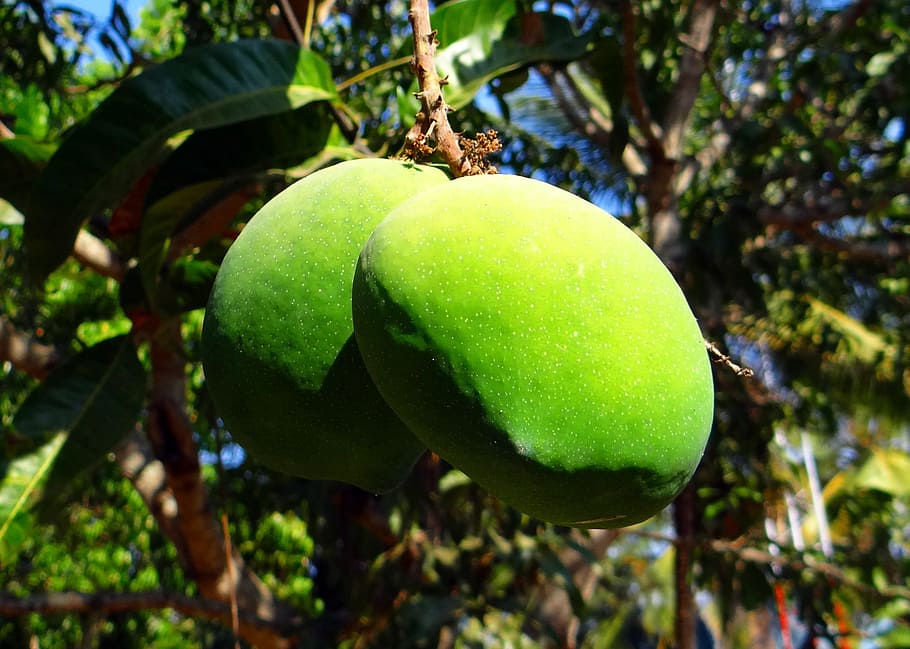 Mango, Mangifera Indica, Fruit, tropical fruit, fresh, green, india, food and drink, green color, freshness
