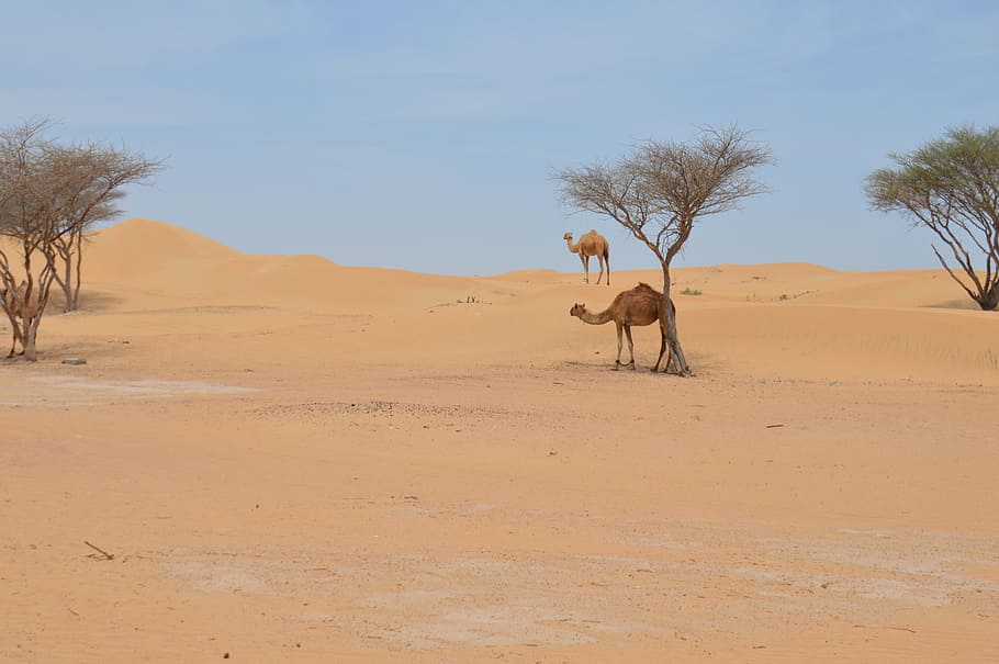 desierto, camello, árabe, tierra, paisaje, medio ambiente, árbol, temas de animales, arena, cielo