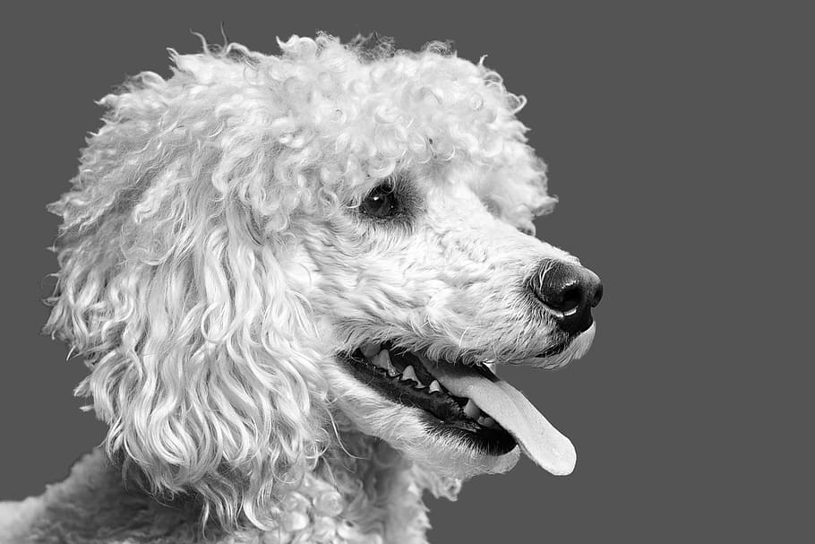 grayscale view, adult, standard, poodle, dog, the poodle, the dog breed, white, black white, one animal