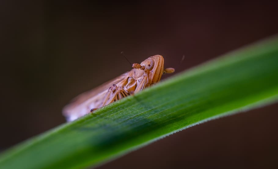 macro, insect, for ordinary high rot leafhopper, animal themes, invertebrate, animal, animal wildlife, close-up, one animal, plant part
