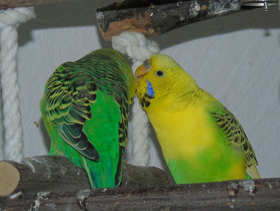 Budgie, loro, pájaro, amarillo, verde, arrastre, afecto, pareja, macho, hembra