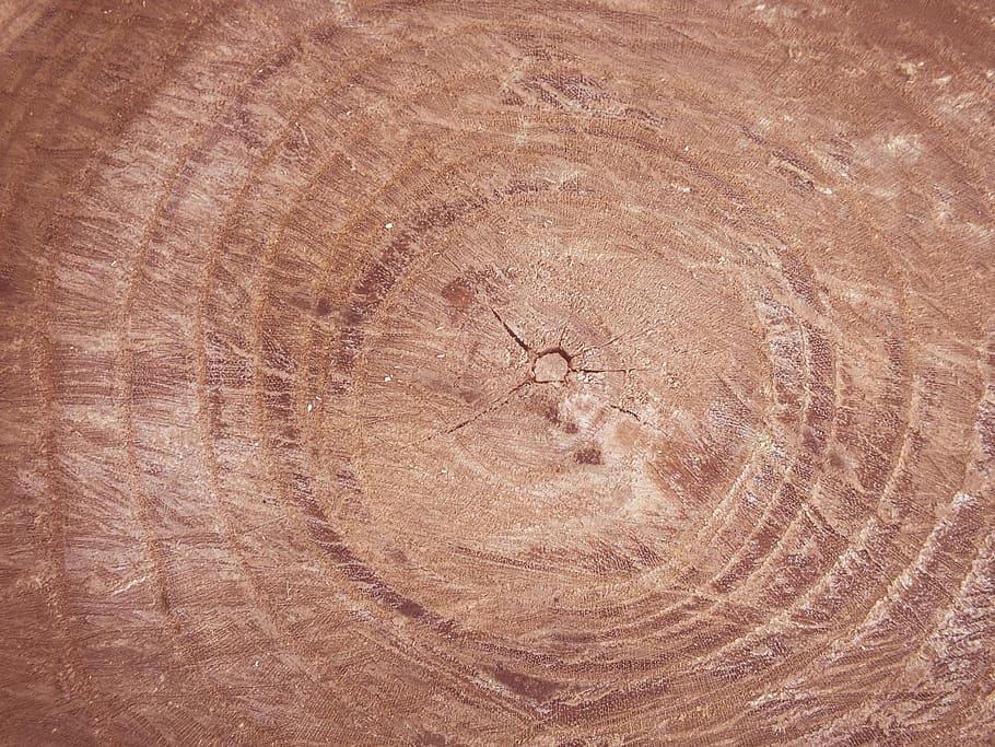 texture, grunge, tree, stump, brown, background, structure, circle, concentric, cut