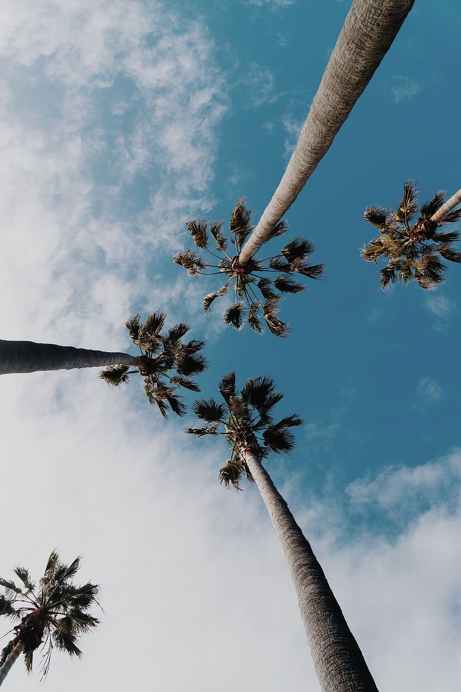 palm trees, sky, clouds, nature, vacation, tropical, travel, trip, palm tree, tree