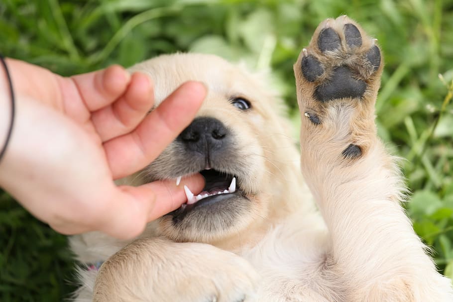 person index finger, inside, mouth, brown, short, coated, puppy, person, index finger, golden retriever