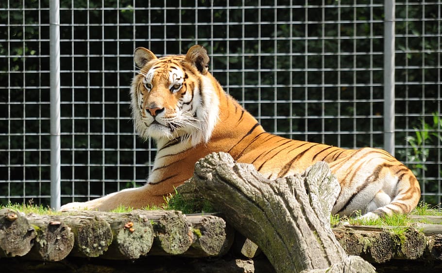 zoo cloppenburg thüle, tiger, lying, big cat, zoo, animal themes, animal, one animal, animal wildlife, animals in captivity