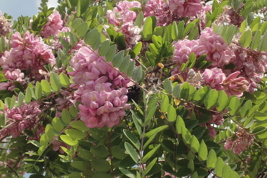 acacia pink, flowers, pink, robinia pseudoacacia hispida, blooming, summer, tree, nature, flower, flowering plant