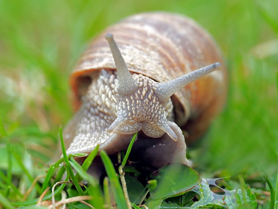 brown, snail, grass, animal, nature, live, animal themes, mollusk, animal wildlife, gastropod