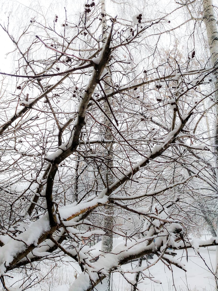 winter, snowfall, shrub, branches, tree, branch, bare tree, snow, plant, cold temperature
