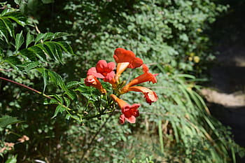 Página 29  Fotos flores rojas libres de regalías  Pxfuel