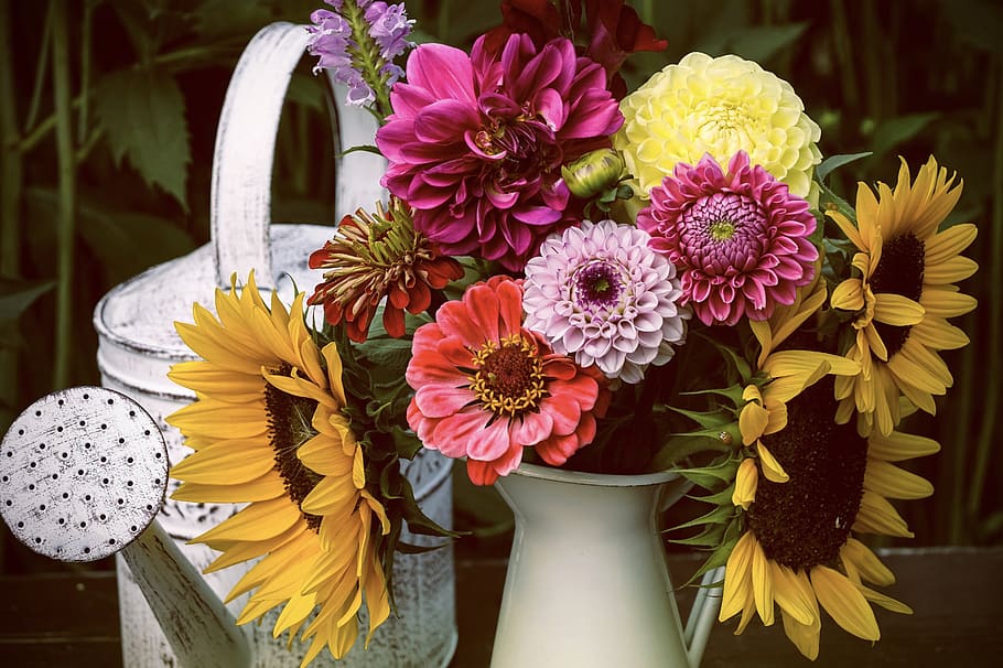flores, girassol, verão, dálias, colorido, cor, jardim, vaso, buquê, decoração