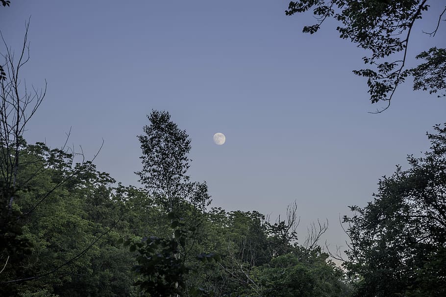 beyond, trees, dusk, stewart lake county park, Moon, at Stewart, Stewart Lake, Lake County, County Park, leaves