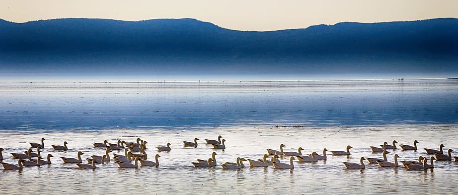 flock, swans, body, water, geese, horizon, mist, mountain, sky, calm