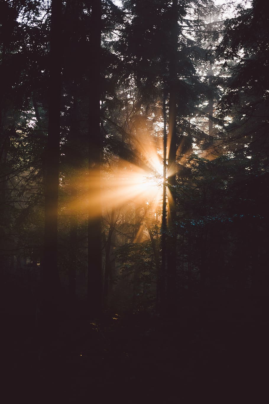 fotografía del bosque oscuro, árboles, plantas, naturaleza, bosque, sol, amanecer, luz solar, mañana, árbol