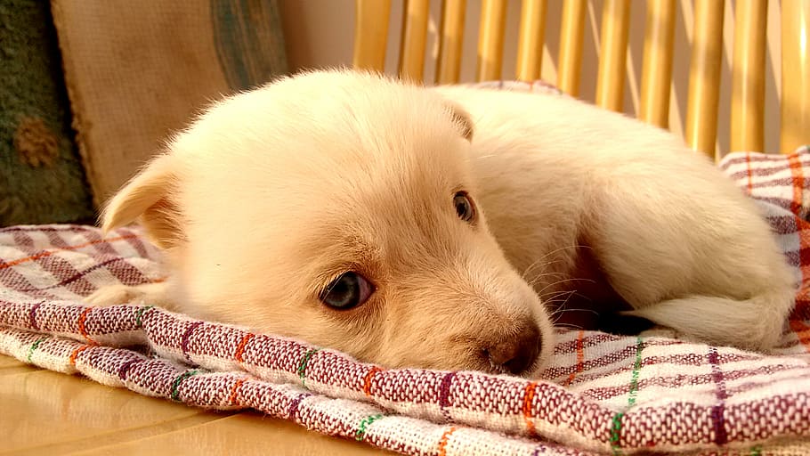 dog, puppy, animal, cute, blanket, white, fur, domestic, mammal, animal themes
