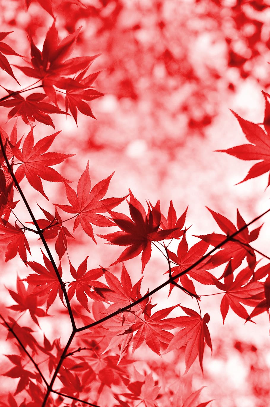 red maple leaves, maple, red, leaves, tree, foliage, japanese maple, leaf, branches, plant