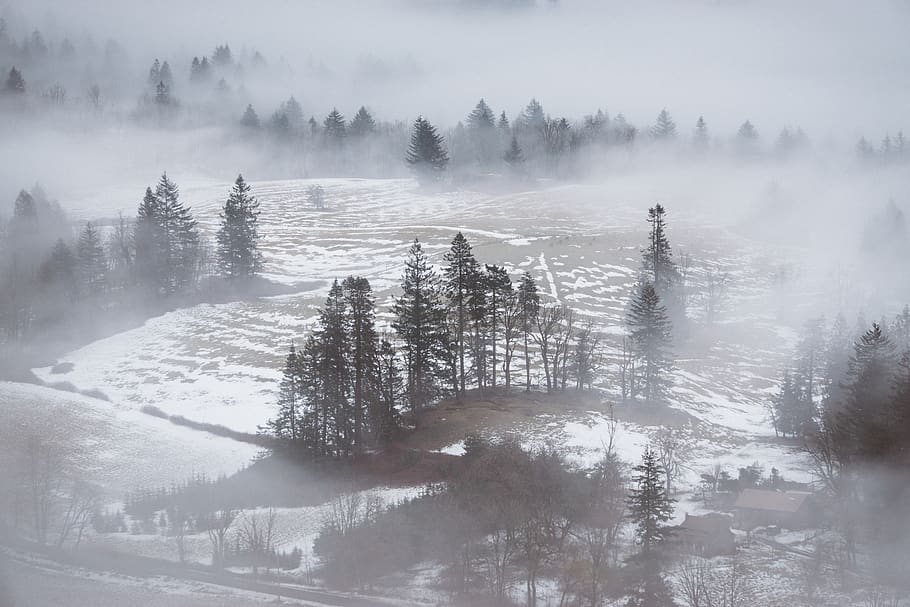 nature, landscape, field, grass, trees, fog, snow, winter, cold, weather