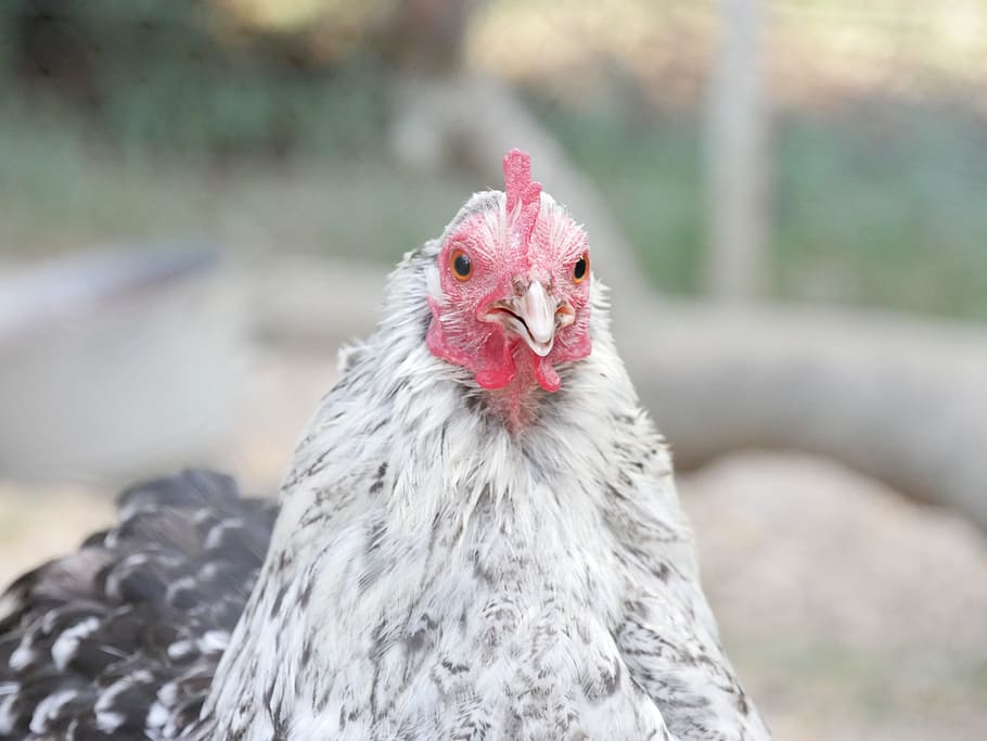 hen, animal, farm, poultry, animals, closed nature, domestic animal,  agriculture, breeding, low court | Pxfuel