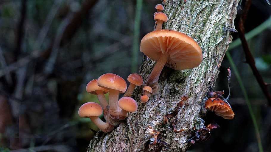 Sulphur, Tuft, Hypholoma fasciculare, red mushrooms, tree, plant, trunk, tree trunk, fungus, focus on foreground