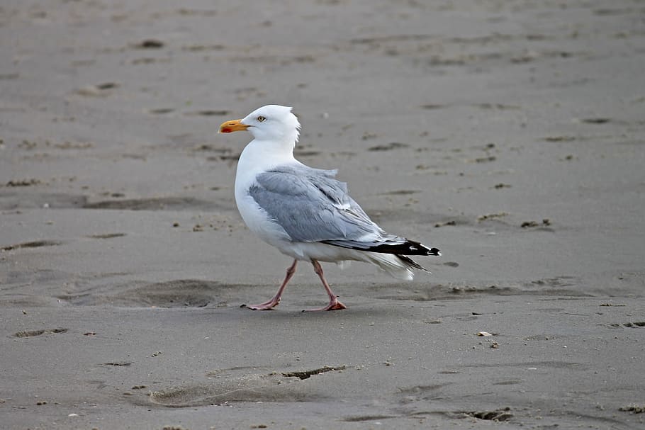white, gray, seagull, herring gull, beach, seevogel, larus argentatus, bird, waters, animal world