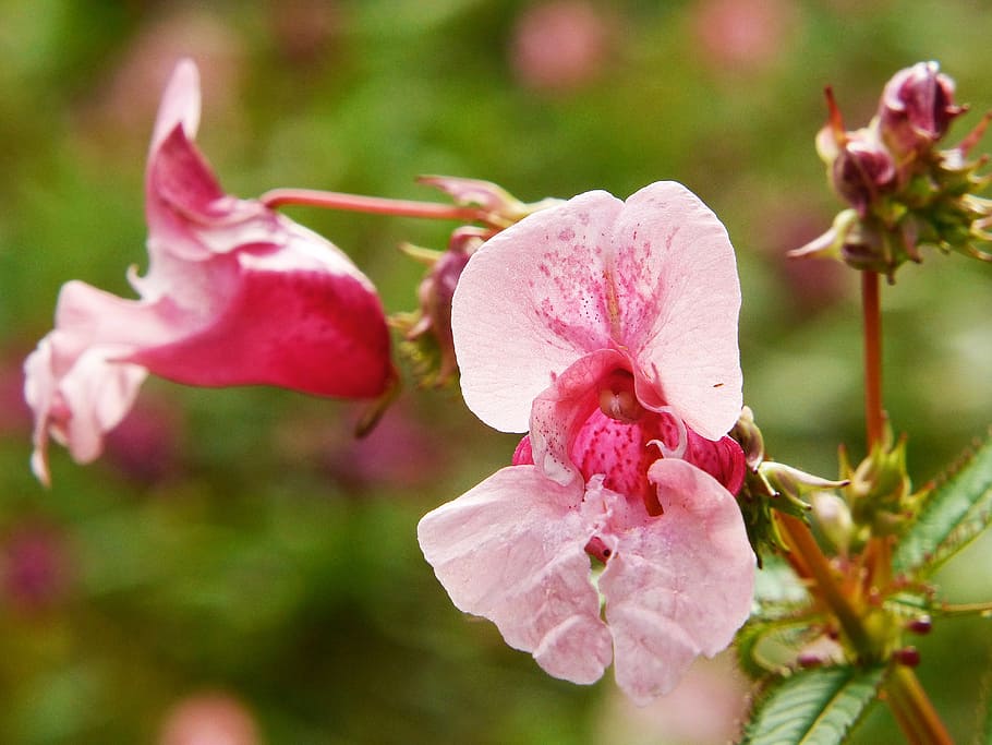 indian springkraut, himalayan balsam, annual, wild flower, red spring herb, pink, blossom, bloom, nature, plant