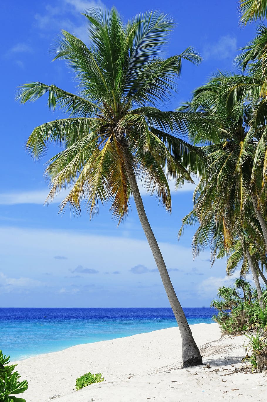 Foto, verde, cocotero, orilla del mar, atolón, playa, pareja, destino, vacaciones, luna de miel