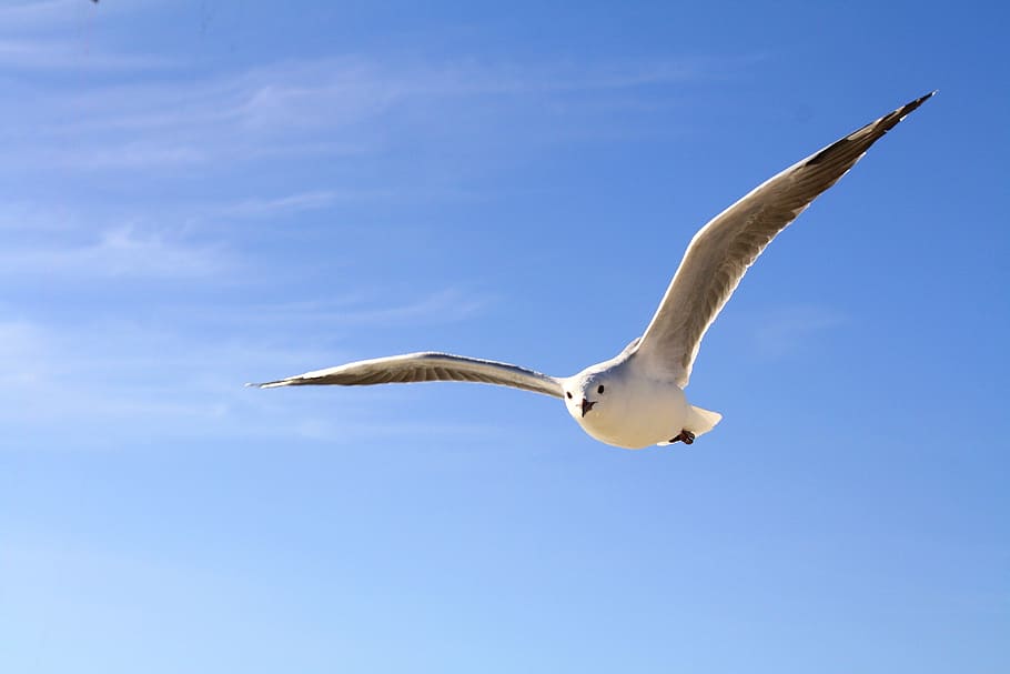 black-billed gull, flying, daytime, gull, sky, blue, fly, clouds, animals in the wild, animal wildlife