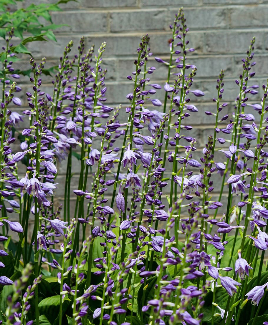 ギボウシ, 花, 紫, ギボウシの花, 紫の花, 花の穂, 多年草, 庭, 穂, 背の高い花