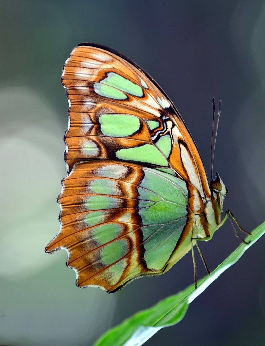 verde, marrón, negro, mariposa, parte superior, hoja, durante el día, malaquita, estelas de espirotea, amarillo