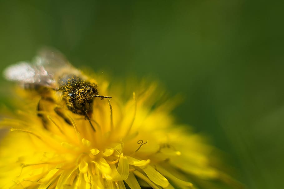 selective, focus photography, honey bee, perched, yellow, petaled flower, bee, dandelion, flower, pollen