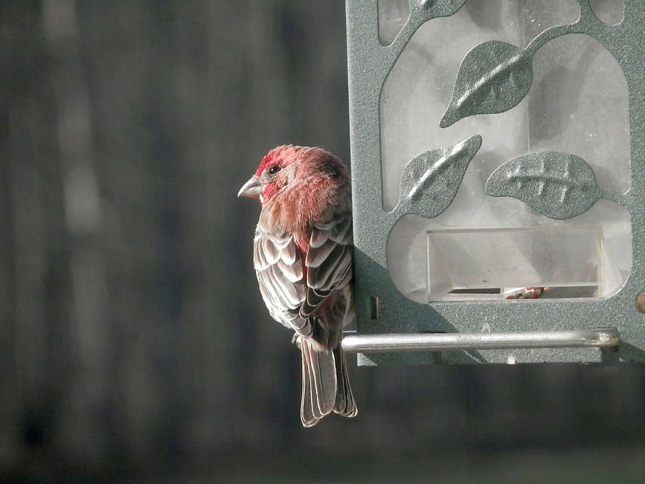 rojo, gris, pájaro robin, pinzón doméstico, comedero para pájaros, primer plano, mosca, alas, pluma, fauna silvestre